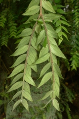 Metrosideros colensoi