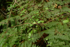 Coprosma rigida