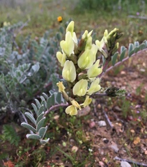 Astragalus lentiginosus nigricalycis