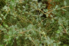 Berberis glaucocarpa