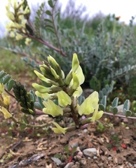 Astragalus lentiginosus nigricalycis