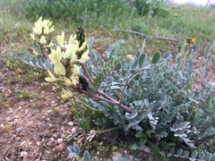 Astragalus lentiginosus nigricalycis