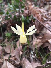 Narcissus triandrus pallidulus