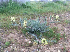 Astragalus lentiginosus nigricalycis