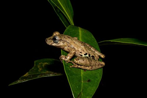 Teresopolis Snouted Treefrog, Ololygon albicans
