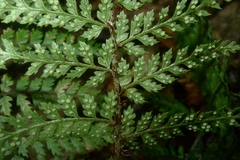 Polystichum silvaticum