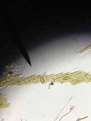 Bacillaria paxillifera