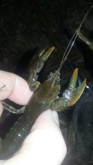 Lacunicambarus thomai