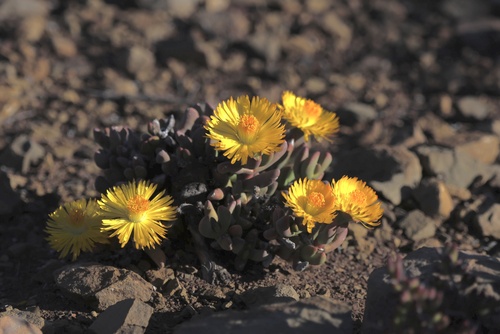 Hereroa latipetala L.Bolus