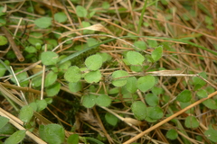 Leptostigma setulosum