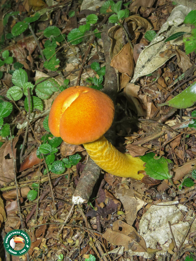 Gymnopilus imperialis · September 2023 · photo: © diogoluiz (iNaturalist, cc-by)
