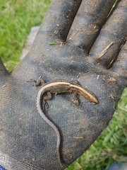 Pholidobolus vertebralis