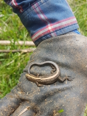 Pholidobolus vertebralis