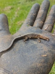 Pholidobolus vertebralis