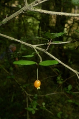 Neomyrtus pedunculata