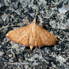 Mabra nigriscripta