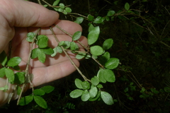 Neomyrtus pedunculata