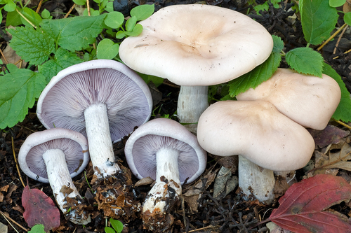 How to identify Lepista glaucocana (Bres.) Singer