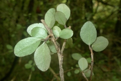 Neomyrtus pedunculata