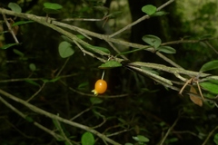 Neomyrtus pedunculata