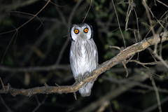 Southern White-Faced Owl photo 2