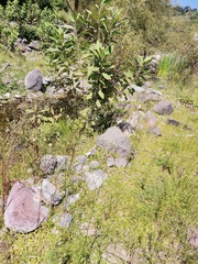 (c) Oscar Alejandro Morales Juárez, some rights reserved (CC BY-SA) Buddleja americana, photograph (c) Oscar Alejandro Morales Juárez, some rights reserved (CC BY-SA)