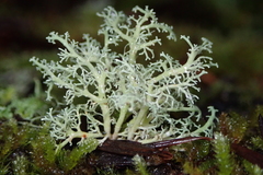 Sphaerophorus tuckermanii image