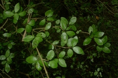 Neomyrtus pedunculata