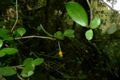 Neomyrtus pedunculata