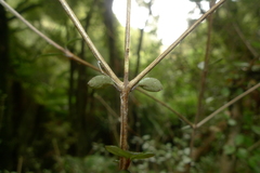 Neomyrtus pedunculata
