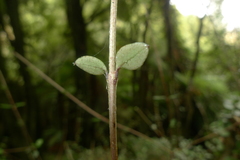 Neomyrtus pedunculata