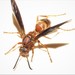 Coarse-backed Red Paper Wasp - Photo (c) ron100, some rights reserved (CC BY-NC)