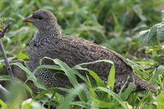 Pternistis natalensis
