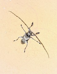 Lagocheirus obsoletus