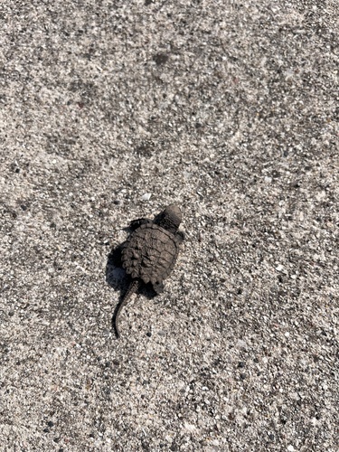 Snapping Turtle