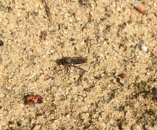 Little Reddish Sandpirate