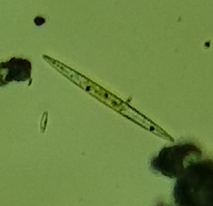 Amphipleura pellucida