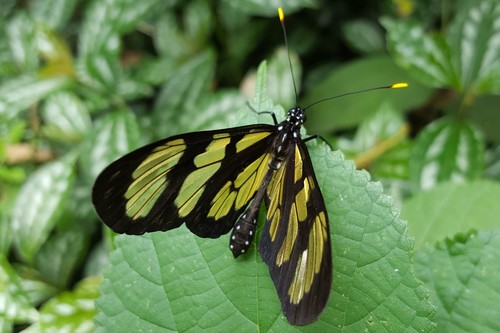 Themisto amberwing photo 4