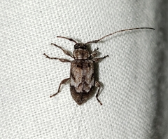 Astylopsis arcuata