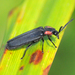 Dark Firefly - Photo (c) Denis Doucet, some rights reserved (CC BY-NC), uploaded by Denis Doucet