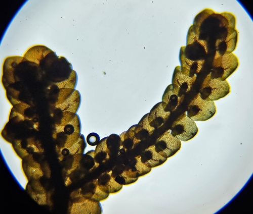 Tamarisk Scalewort