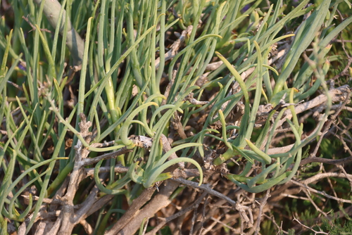 Trachyandra aridimontana