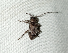 Astylopsis arcuata