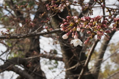 Prunus