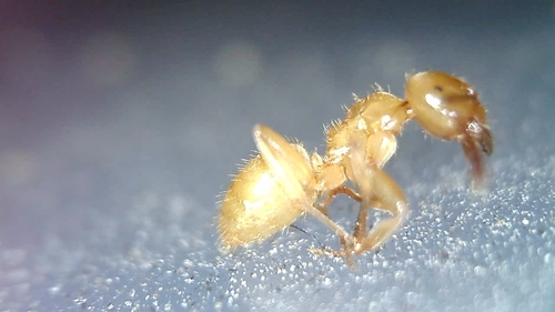 Fuzzy Field Ant