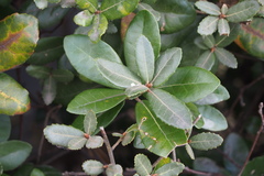 Quercus phillyreoides