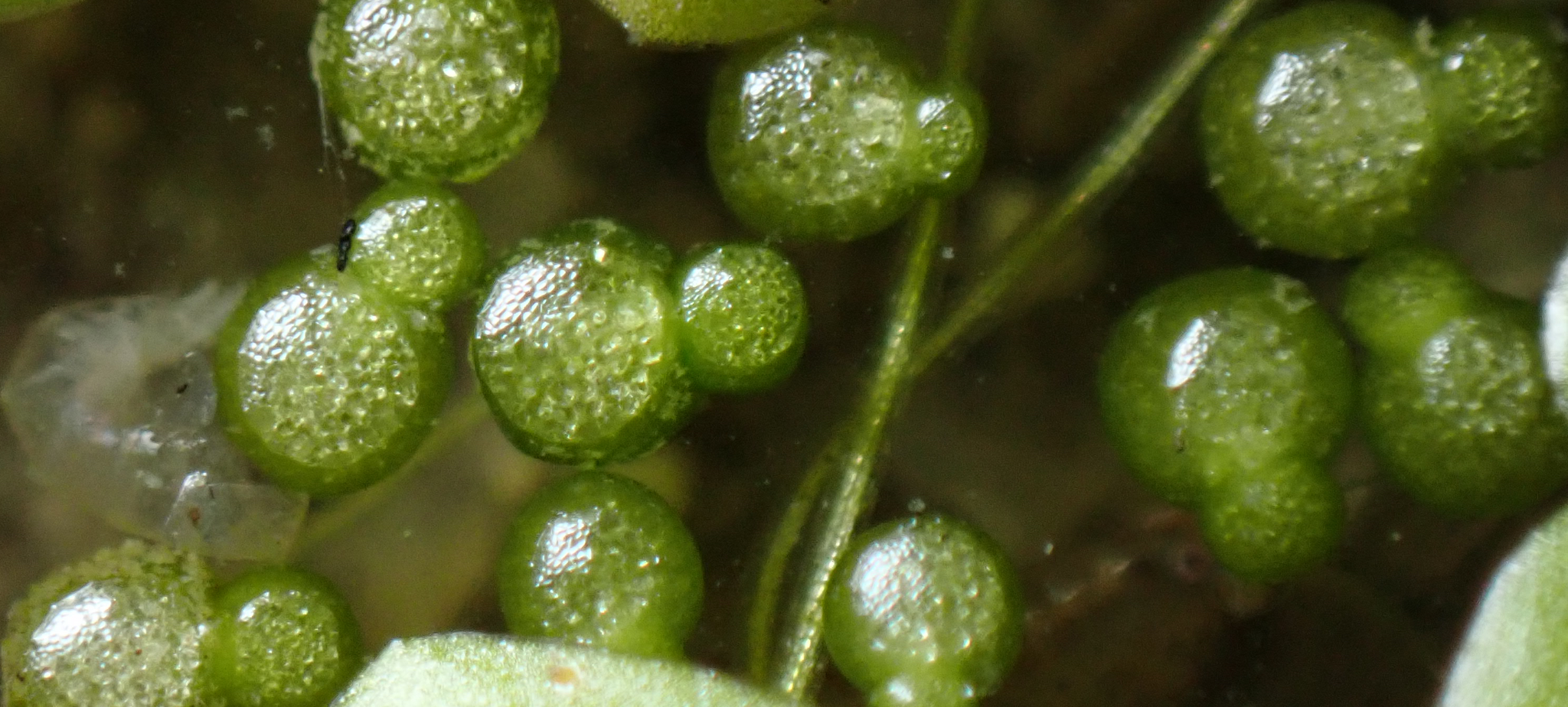 Image of Wolffia columbiana by (c) W Rao, some rights reserved (CC BY)