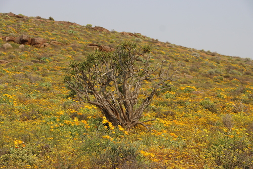 Image of Aloidendron ramosissimum by (c) Tony Rebelo, some rights reserved (CC BY-SA)