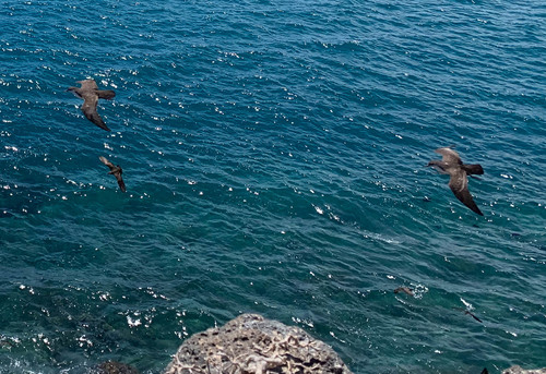 Galapagos Shearwater (Puffinus subalaris), photo 9