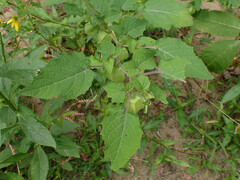 Ground cherry (Physalis grisea)